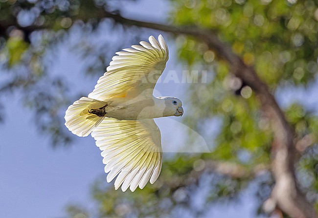 Solomons Cockatoo, Cacatua ducorpsii, in the Solomon Islands. Also known as the Ducorps's cockatoo, Solomons corella or broad-crested corella. stock-image by Agami/Pete Morris,