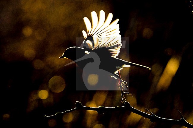 Roodborst; European Robin stock-image by Agami/Daniele Occhiato,