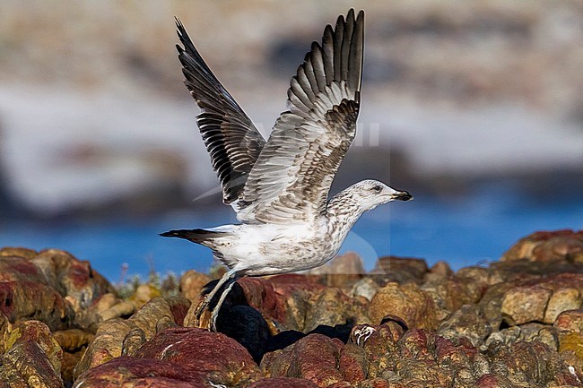 3ca Cape Gull sitting on rock in Cape of Good Hope Reserve, Cape Town, South Africa. June 2014. stock-image by Agami/Vincent Legrand,