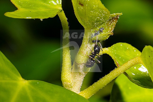 Jet ant, Lasius fuliginosus stock-image by Agami/Ian Davies,