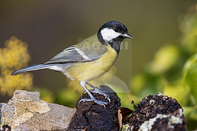 Great Tit (Parus major aphrodite), side view of an adult perched on a piece of a bark, Campania, Italy stock-image by Agami/Saverio Gatto,
