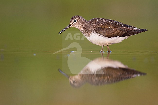 Green Sandpiper - Waldwasserläufer - Tringa ochrupos, Germany, adult, worn breeding plumage stock-image by Agami/Ralph Martin,