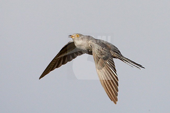 Koekoek vliegend; Common Cuckoo flying stock-image by Agami/Jari Peltomäki,