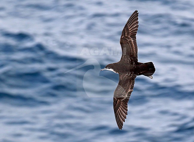 Galapagos Shearwater (Puffinus subalaris) in flight at the Galapagos islands, Ecuador. stock-image by Agami/Dani Lopez-Velasco,