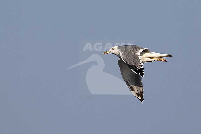 Heuglin's Gull (Larus heuglinii) winterplumage in flight, Oman stock-image by Agami/Roy de Haas,