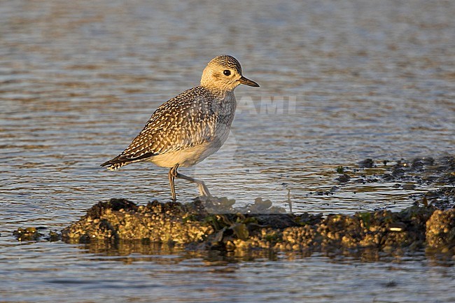 Zilverplevier; Grey Plover stock-image by Agami/Glenn Bartley,