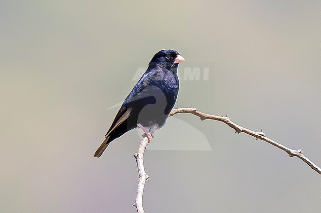 Purple Indigobird (Vidua purpurascens) male perched on a thorny bush in Mkomazi National Park, Tanzania. stock-image by Agami/Andy & Gill Swash ,