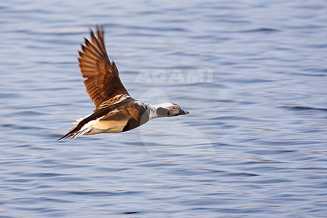 Long-tailed Duck (Clangula hyemalis) female in summer breeding plumage flying against a blue lake surface as a background, Norway stock-image by Agami/Tomas Grim,