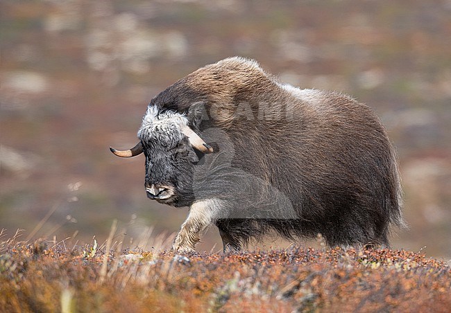 Muskox (Ovibos moschatus) in the Dovrefjell in Norway. An Arctic hoofed mammal of the family Bovidae introduced in parts of Scandinavia. stock-image by Agami/Alain Ghignone,