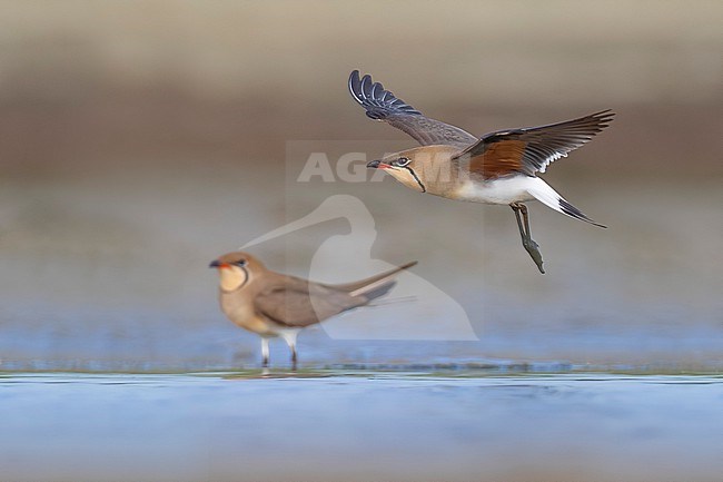 Collared Pratincole, Glareola pratincola, in Italy. stock-image by Agami/Daniele Occhiato,