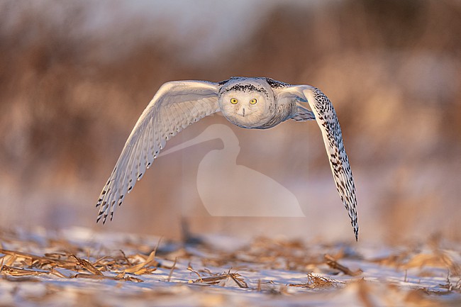 Snowy Owl (Bubo scandiacus) in snow covered landscape in Ontario Canada. stock-image by Agami/Marcel Burkhardt,
