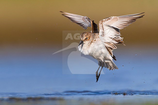 Migrant Little Stint (Calidris minuta) in Italy. stock-image by Agami/Daniele Occhiato,