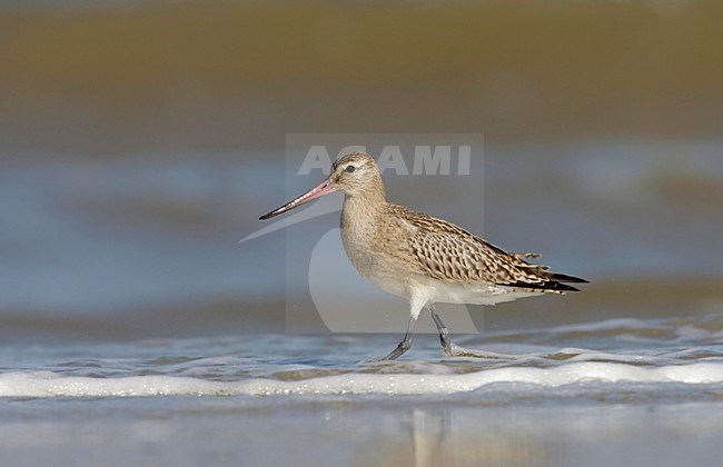 Rosse Grutto juveniel met branding in de achtergrond; Bar-tailed Godwit juvenile with the surf stock-image by Agami/Arie Ouwerkerk,
