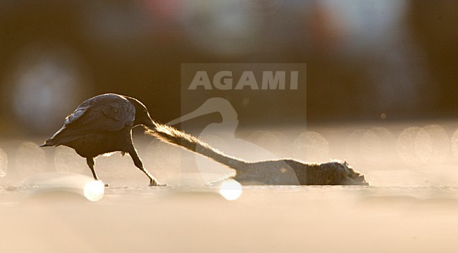 Amerikaanse Kraai met verkeersslachtoffer; American Crow with roadkill stock-image by Agami/Marc Guyt,