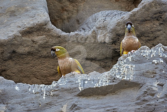 Burrowing Parrot (Cyanoliseus patagonus) pair at its nest in Argentina stock-image by Agami/Tomas Grim,