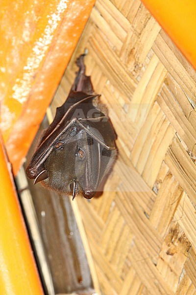 Indonesian short-nosed fruit bat (Cynopterus titthaecheilus) hanging in a tourist hut on Java, Indonesia. It is endemic to Indonesia and has 3 subspecies (titthaecheilus, major and terminus). stock-image by Agami/James Eaton,