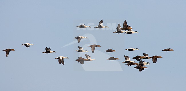 Eiders in vlucht, Common Eider in flight stock-image by Agami/Menno van Duijn,