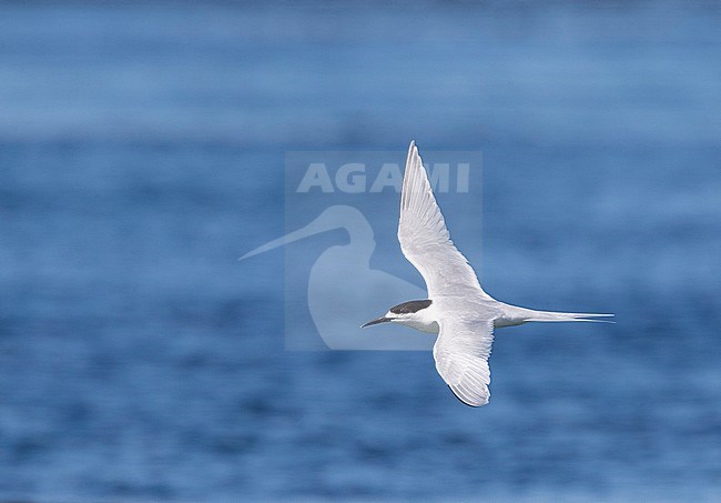 Adult White-fronted Tern (Sterna striata) in New Zealand. Flying over bright blue colored bay near Dunedin, South Islands. stock-image by Agami/Marc Guyt,