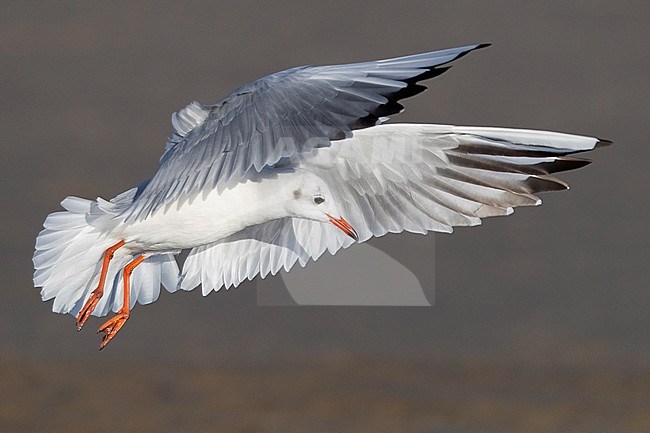 Black-headed Gull (Chroicocephalus ridibundus), adult in winter plumage in flight in Campania (Italy) stock-image by Agami/Saverio Gatto,