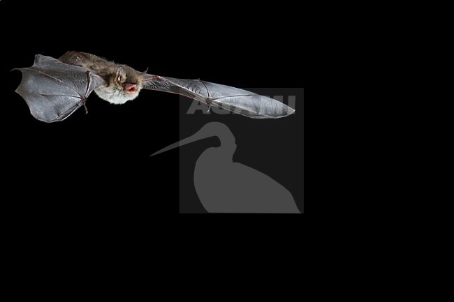 Franjestaart in de vlucht; Natterer\'s Bat in flight stock-image by Agami/Theo Douma,