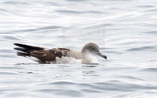 Cape Verde shearwater, Calonectris edwardsii, swimming at sea. stock-image by Agami/Ian Davies,