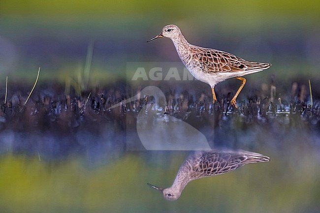 Ruff (Philomachus pugnax) in Italy. stock-image by Agami/Daniele Occhiato,