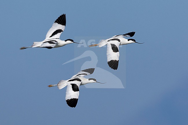 Pied Avocet (Recurvirostra avocetta), a flock in flight, Campania, Italy stock-image by Agami/Saverio Gatto,