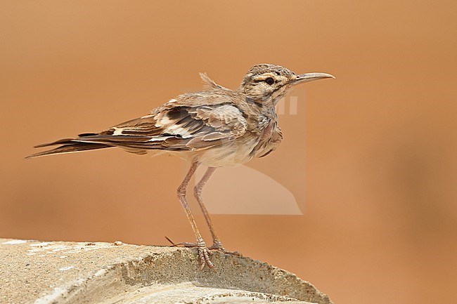 A worn Greater Hoopoe Lark (Alaemon alaudipes) in Saudi Arabia, where it is a common bird in the hot desert. stock-image by Agami/Eduard Sangster,