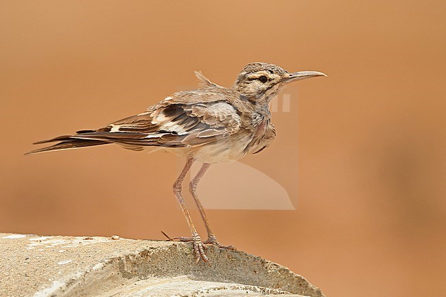 A worn Greater Hoopoe Lark (Alaemon alaudipes) in Saudi Arabia, where it is a common bird in the hot desert. stock-image by Agami/Eduard Sangster,