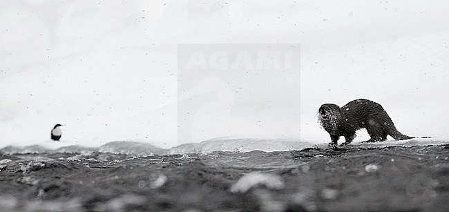 Wintering Black-bellied White-throated Dipper (Cinclus cinclus cinclus) in a fast flowing river at Kuusamo in arctic Finland. Together with an Otter. stock-image by Agami/Markus Varesvuo,
