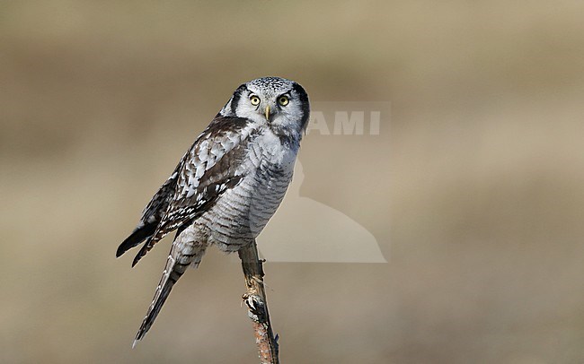 Northern Hawk-Owl, Surnia ulula ulula, 2cy at Karlebo, Denmark stock-image by Agami/Helge Sorensen,