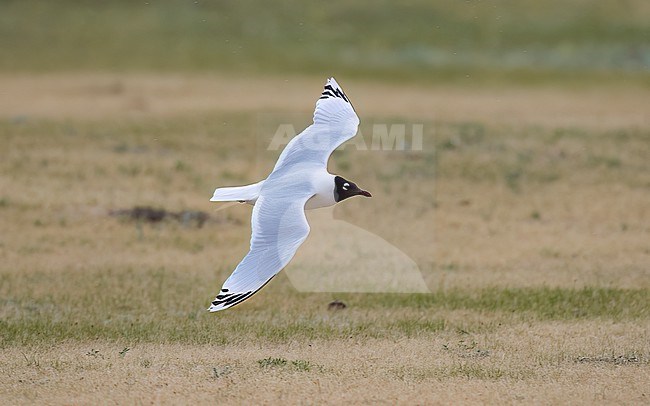 Side view of an adult Relict Gull (Ichthyaetus relictus) in flight. Showing upper wings and back. Mongolia, Asia stock-image by Agami/Markku Rantala,