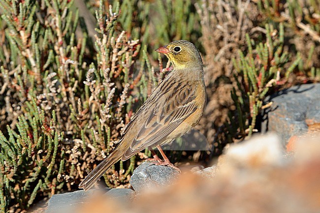 Adult Ortolan Bunting (Emberiza hortulana) at Hyeres in France. Standing on the ground, looking over shoulder. stock-image by Agami/Aurélien Audevard,