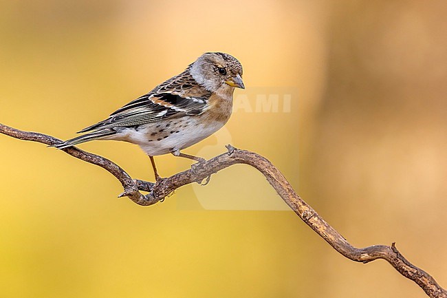 Probably male first-winter  Brambling (Fringilla montifringilla) perched on a branch in Florence, Tuscany, Italiy. stock-image by Agami/Vincent Legrand,