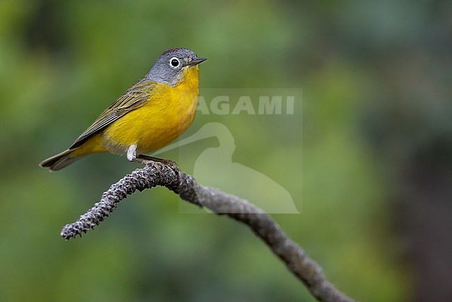 Adult Nashville Warbler (Leiothlypis ruficapilla) in North-America. stock-image by Agami/Dubi Shapiro,