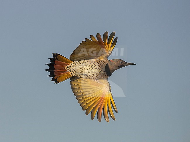 A Northern Flicker (Colaptes auratus) in flight, seen from below. Cape May, USA stock-image by Agami/Markku Rantala,