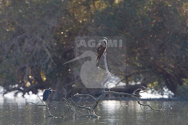 Osprey, Visarend, Pandion haliaetus stock-image by Agami/Arie Ouwerkerk,