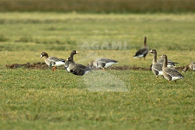 Greenland White-fronted Goose (Anser albifrons flavirostris) in a green meadow during winter in the Netherlands stock-image by Agami/Fred Visscher,