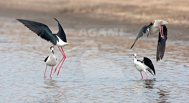 Vechtende Steltkluten; Black-winged Stilts fighting stock-image by Agami/Roy de Haas,