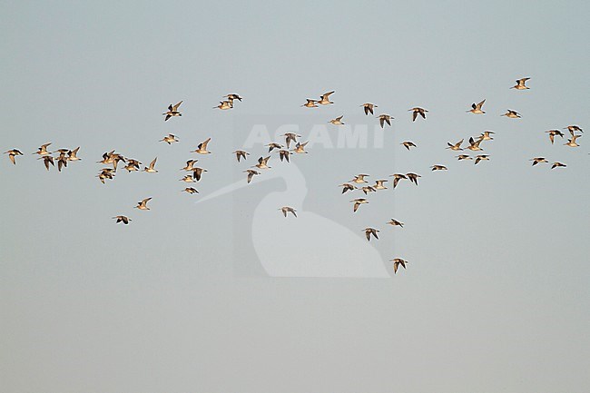 Bar-tailed Godwit - Pfuhlschnepfe - Limosa lapponica ssp. lapponica, Germany stock-image by Agami/Ralph Martin,