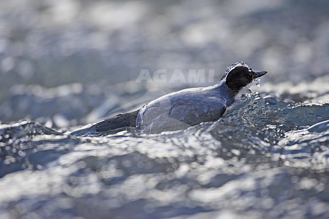 White-throated Dipper swimming in river; Waterspreeuw zwemmend in rivier stock-image by Agami/Markus Varesvuo,