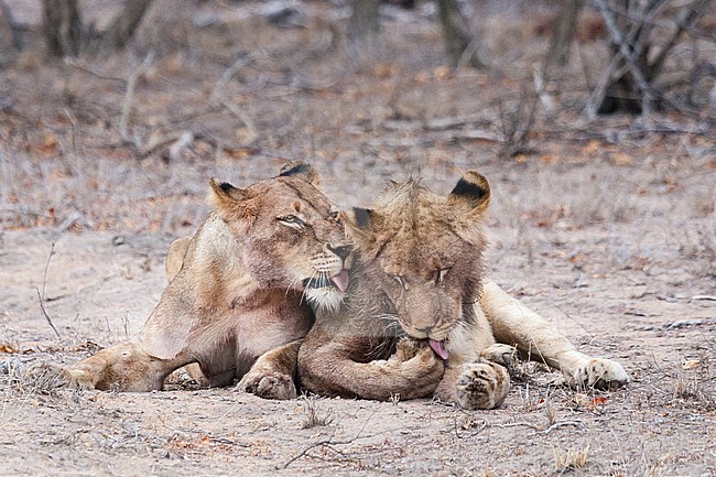 Lion (Panthera Leo) female cleaning young male Lion at Kruger National Park in summer stock-image by Agami/Caroline Piek,