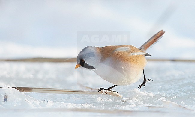 Bearded Reedling (Panurus biarmicus) during winter in reed bed near Espoo in souther Finland. stock-image by Agami/Markus Varesvuo,