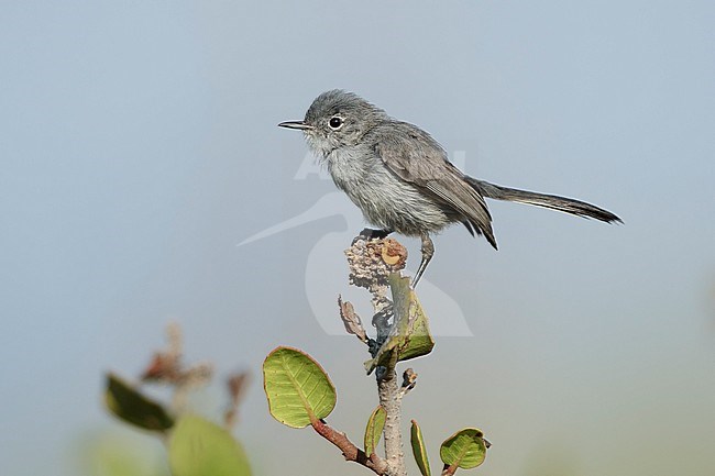 Adult female California Gnatcatcher (Polioptila californica) perched on a native plant in Los Angeles County, California, USA. stock-image by Agami/Brian E Small,