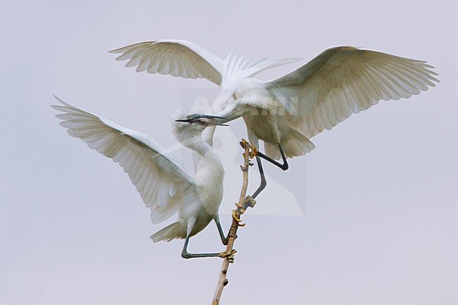 Vechtende Kleine Zilverreiger in kolonie; Little Egrets fighting in colony stock-image by Agami/Daniele Occhiato,