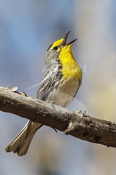 Adult male
Cochise Co., AZ
April 2013 stock-image by Agami/Brian E Small,