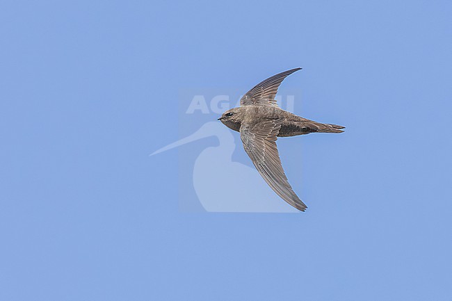 Cape Verde Swift (Apus alexandri) flying over Barragem de Faveta, Santiago, Cape Verde. stock-image by Agami/Vincent Legrand,