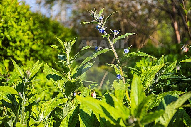 Green Alkanet flower stock-image by Agami/Wil Leurs,