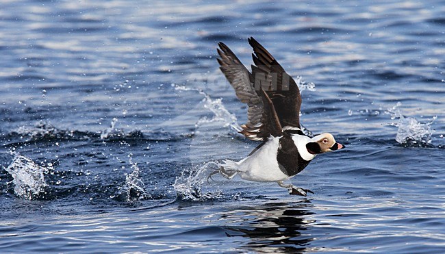 IJseend, Long-tailed Duck, Clangula hyemalis stock-image by Agami/Hugh Harrop,