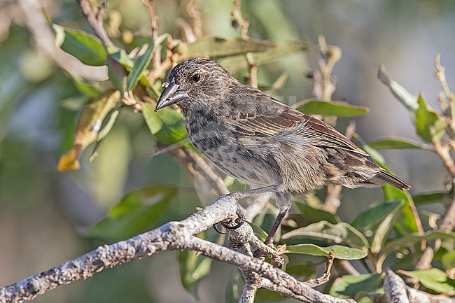 Common Cactus-Finch (Geospiza scandens intermedia) on the Galapagos Islands, part of the Republic of Ecuador. Santa Fe island. stock-image by Agami/Pete Morris,
